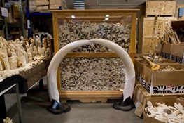 California Court Upholds Ban on State Ivory and Rhino Horn Trade 